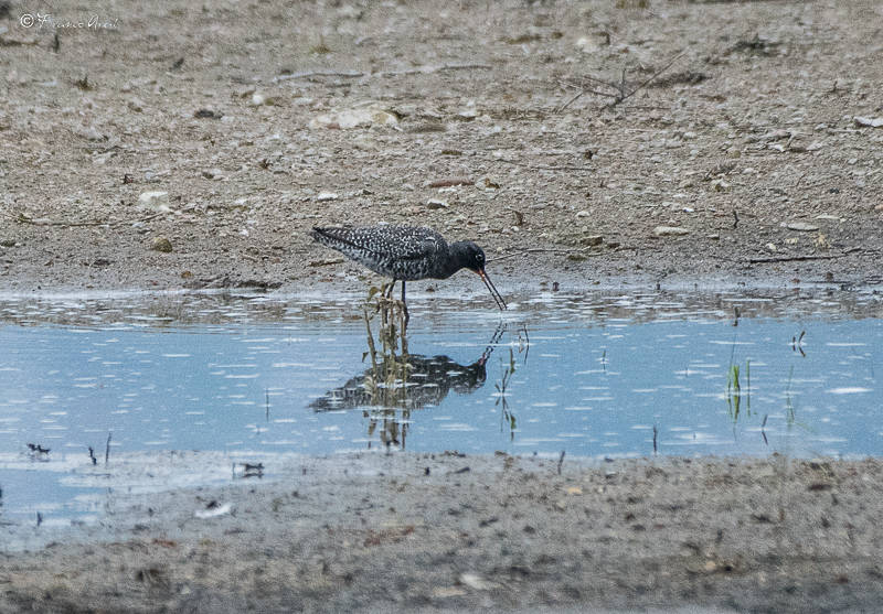 Alla foce del Tresa una piccola Camargue