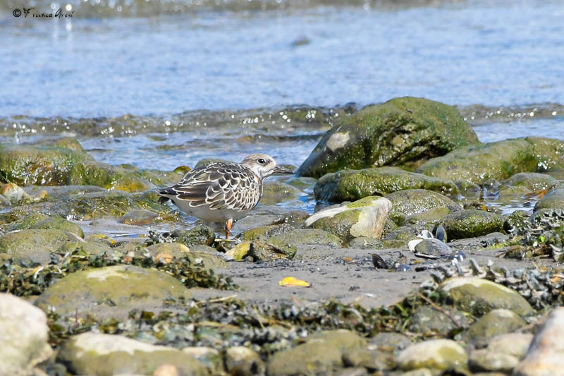 Alla foce del Tresa una piccola Camargue