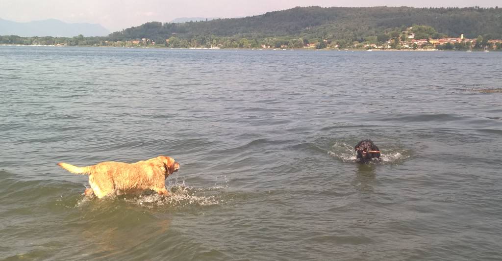 La spiaggia per cani a Dormelletto