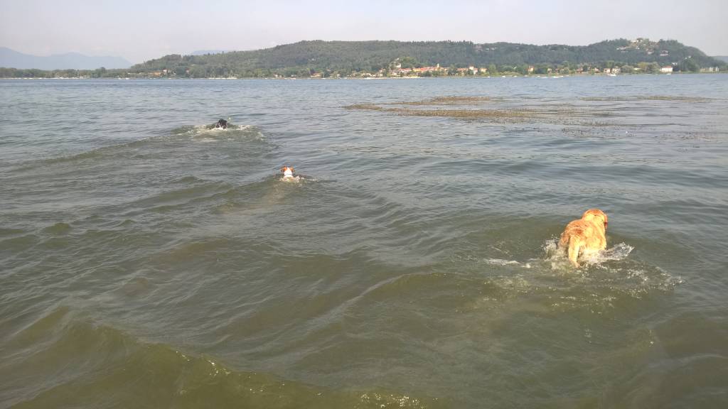 La spiaggia per cani a Dormelletto