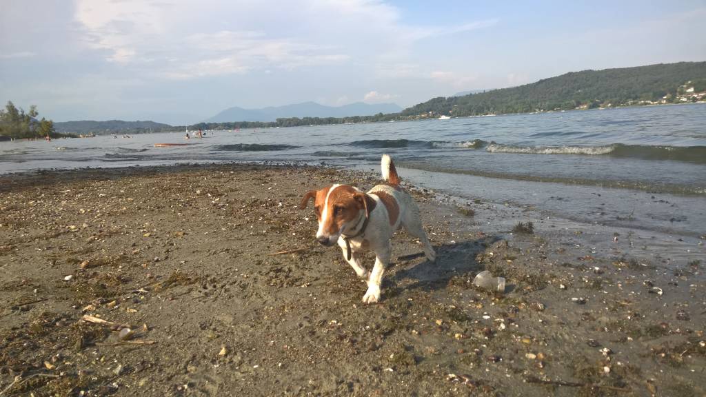 La spiaggia per cani a Dormelletto
