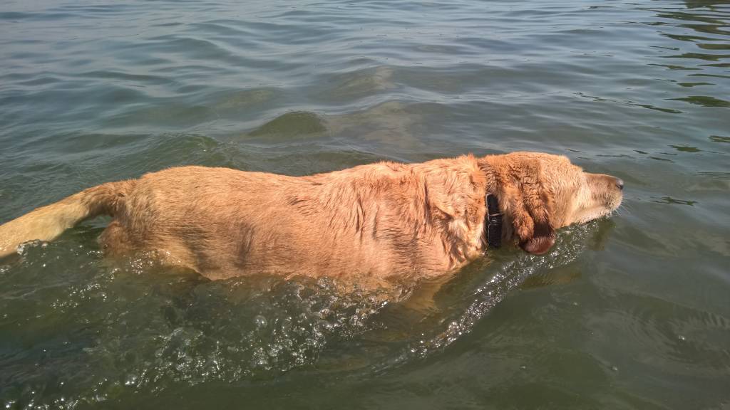 La spiaggia per cani a Dormelletto