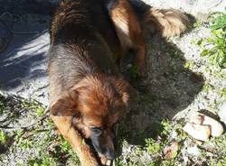 Il cane salvato a Santa Caterina del Sasso