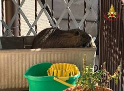 La nutria sul balcone