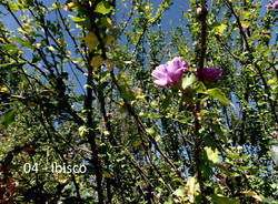 Teresio Colombo alla Quassa