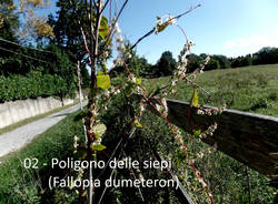 Teresio Colombo alla Quassa