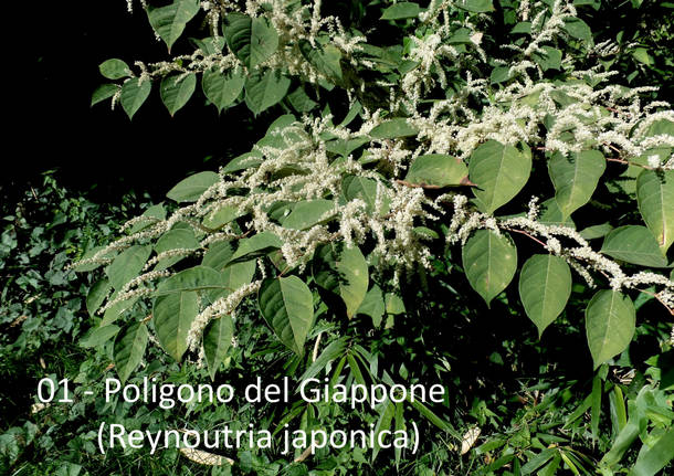 Teresio Colombo tra fiori e piante alla Quassa