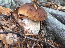 Dumenza, l\'Eldorado dei porcini