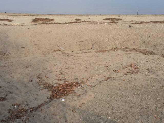 Le dune alla foce del Tresa a Germignaga, novembre 2017
