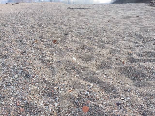 Le dune alla foce del Tresa a Germignaga, novembre 2017