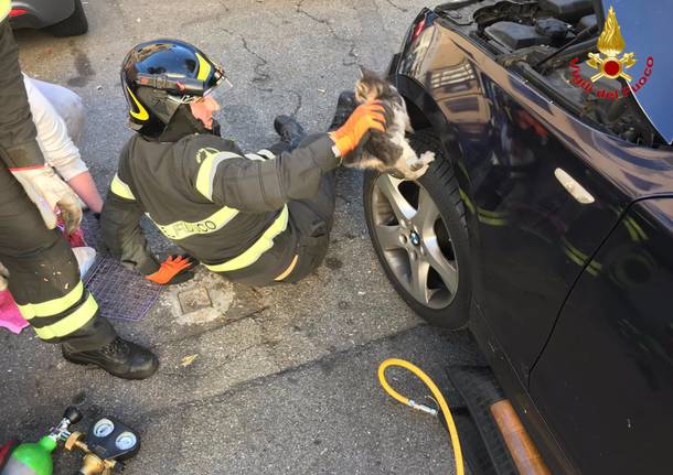 Micio si nasconde nel motore, salvato dai Vigili del Fuoco