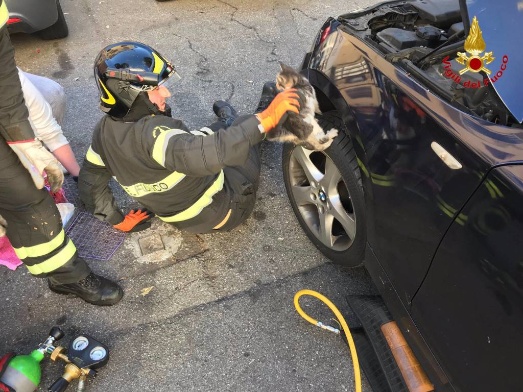 Micio si nasconde nel motore, salvato dai Vigili del Fuoco