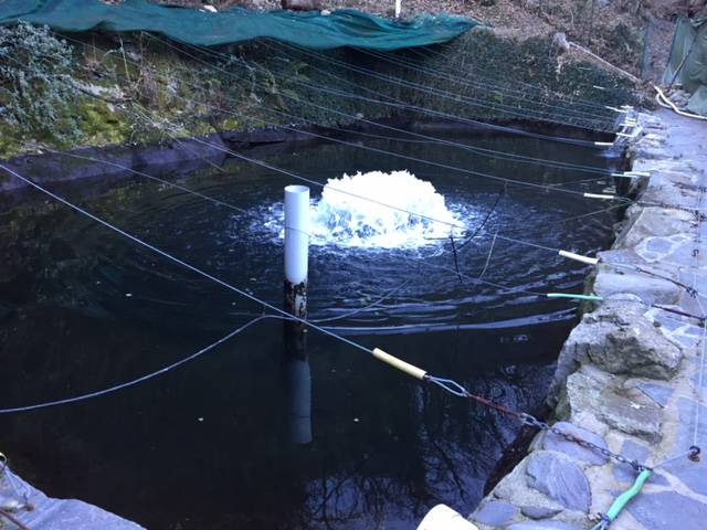 Incubatoio ittico Maccagno