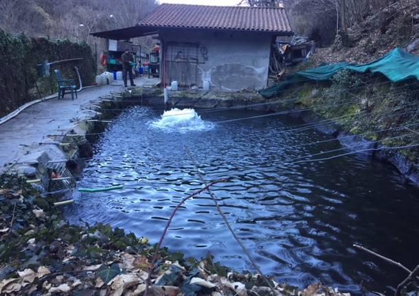 L’incubatoio ittico di Maccagno