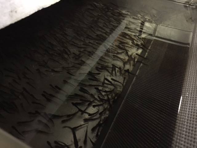 Incubatoio ittico Maccagno