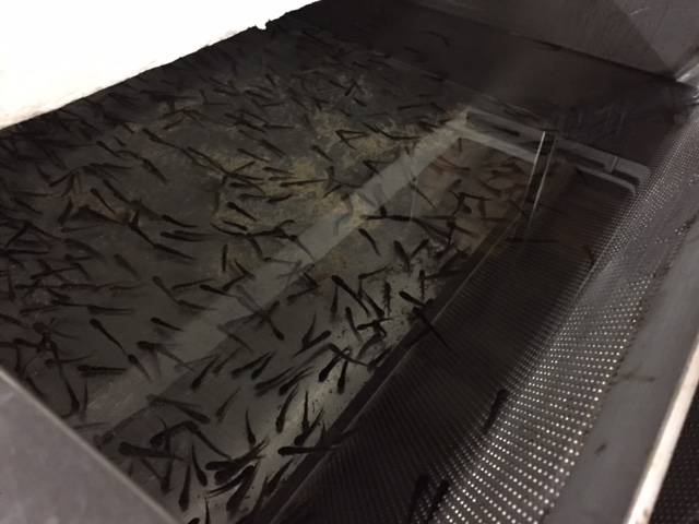 Incubatoio ittico Maccagno