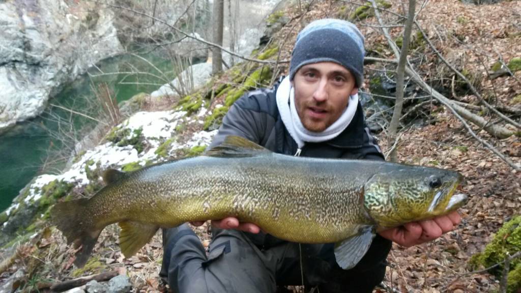 la trota del verbano in pericolo