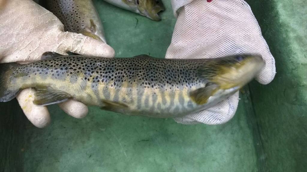 la trota del verbano in pericolo