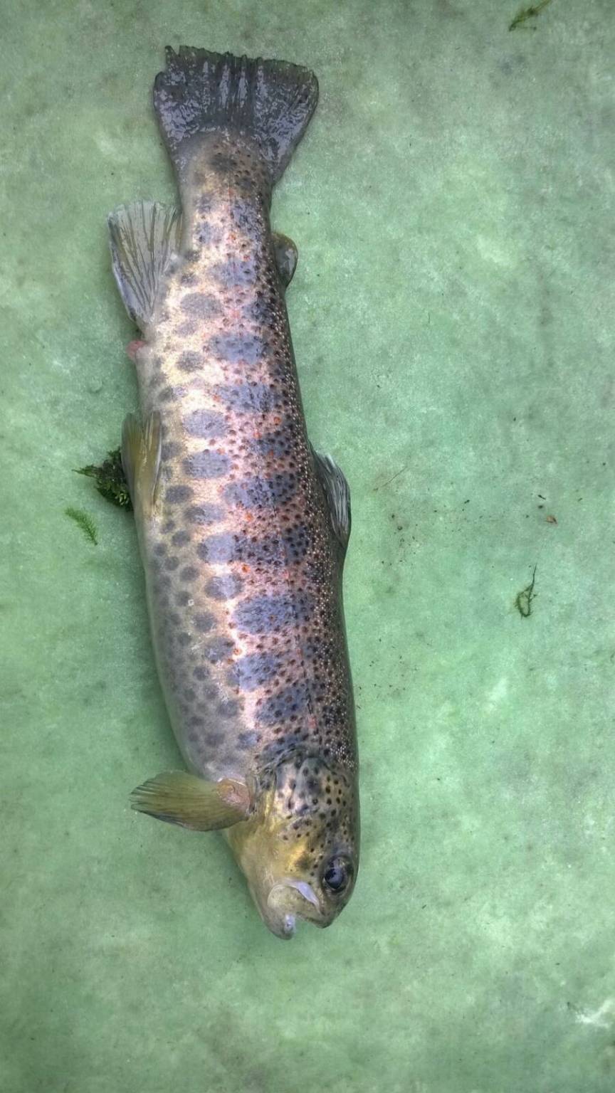 la trota del verbano in pericolo