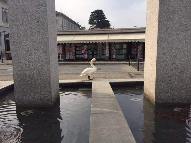 luino, cigno pierino