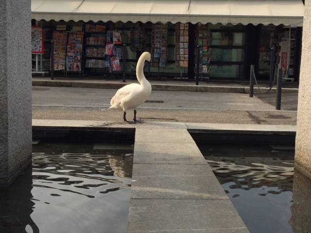 luino, cigno pierino