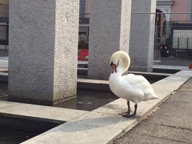 luino, cigno pierino