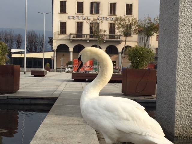 luino, cigno pierino