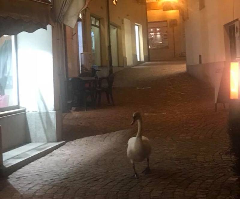 luino, cigno pierino