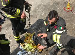 Il cane salvato dai pompieri