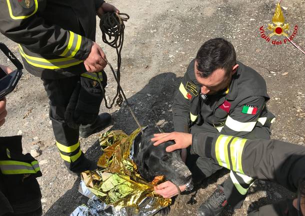 Il cane salvato dai pompieri