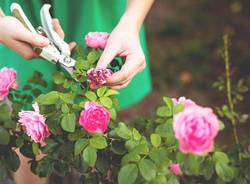 Rose e giardinaggio