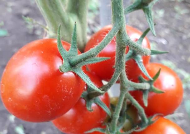 I prodotti dell'orto