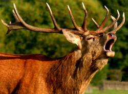 Valtellina bramito cervo