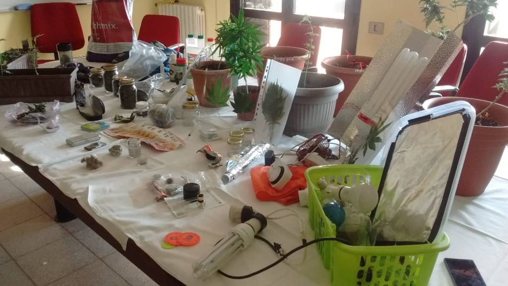 Nel sottotetto la serra di marijuana