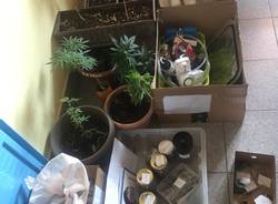 Nel sottotetto la serra di marijuana