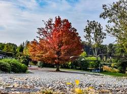 Colori d'autunno sul Lago Maggiore 