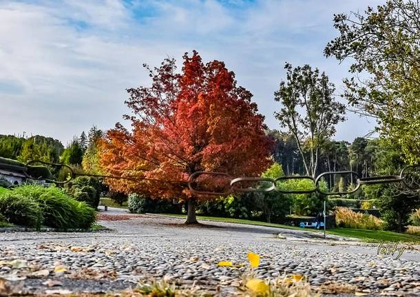Colori d'autunno sul Lago Maggiore 