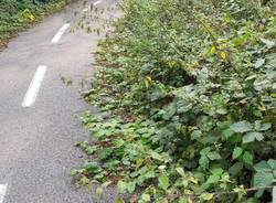 Erbacce sulla ciclabile a Gazzada Schianno