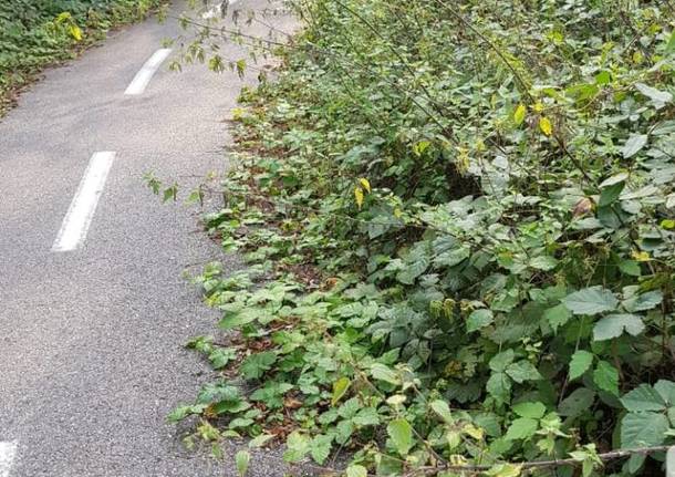 Erbacce sulla ciclabile a Gazzada Schianno