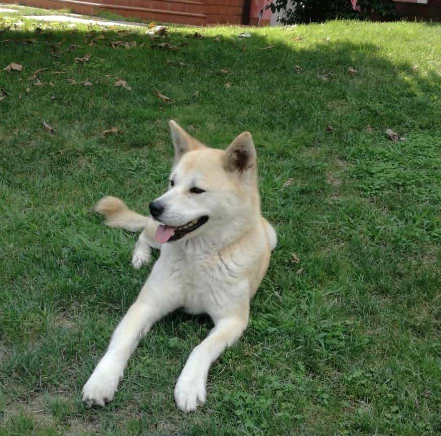 guardia di finanza generiche