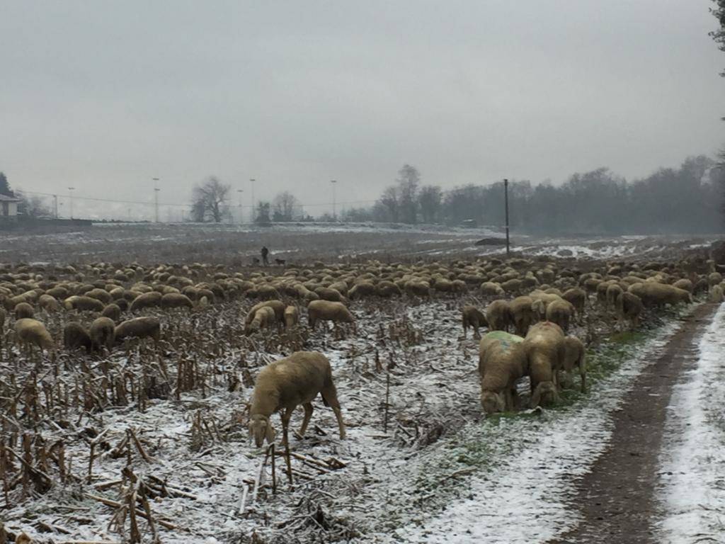 pecore neve a Ispra