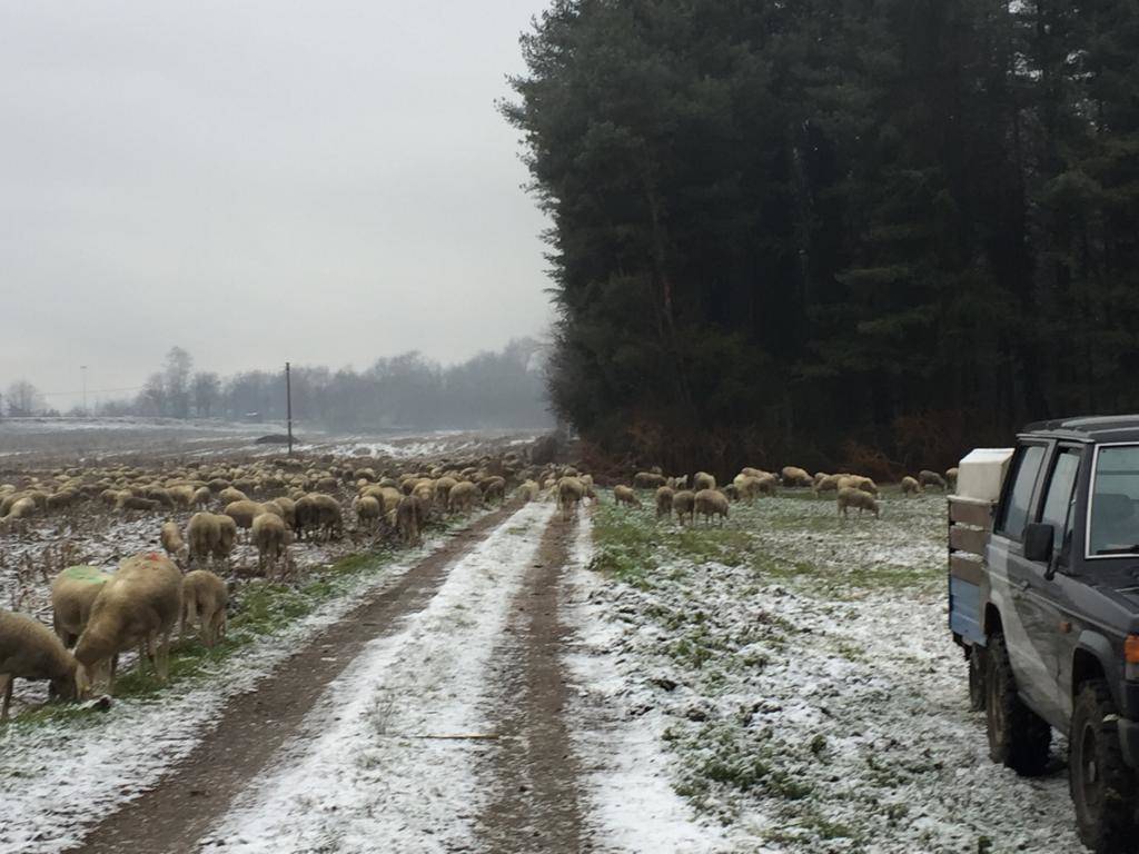 pecore neve a Ispra