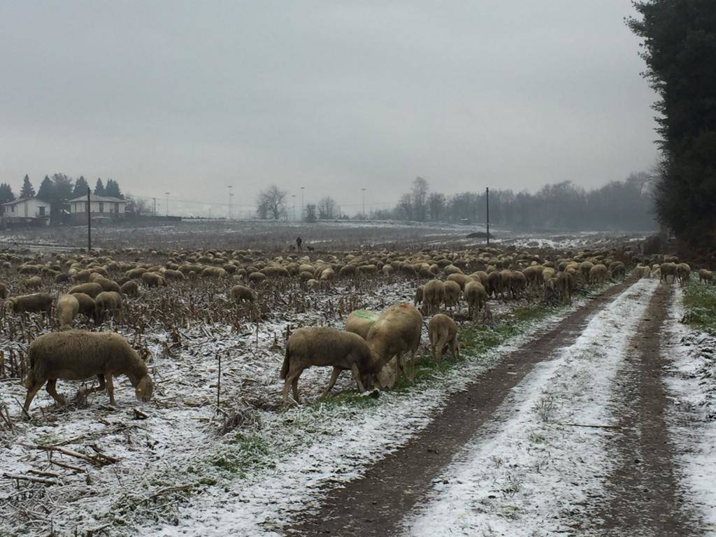 pecore neve a Ispra