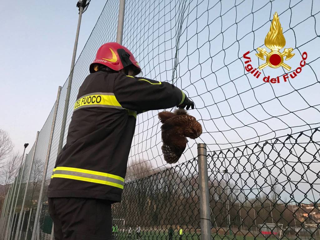 gufo salvato vigili del fuoco