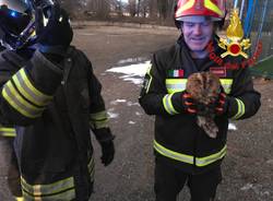gufo salvato vigili del fuoco