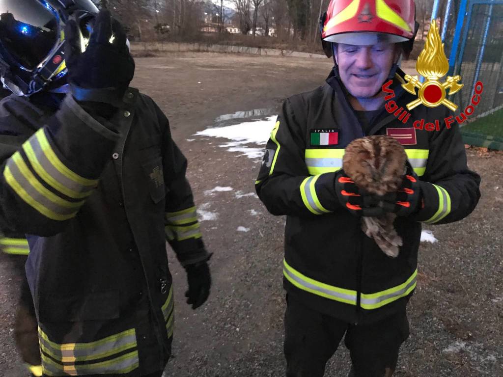 gufo salvato vigili del fuoco