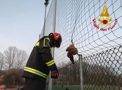 gufo salvato vigili del fuoco