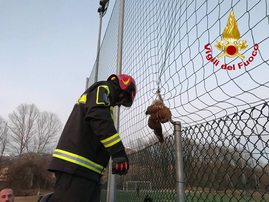 gufo salvato vigili del fuoco