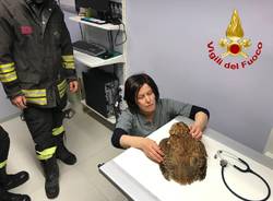 gufo salvato vigili del fuoco