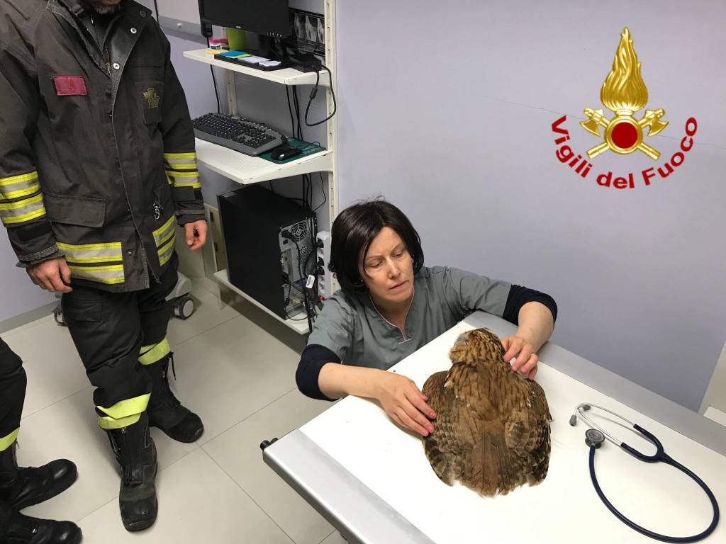 gufo salvato vigili del fuoco